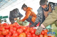 西藏白朗：“菜篮子”助百姓走上致富路